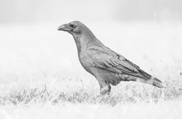 Raven (Corvus corax) sketch image