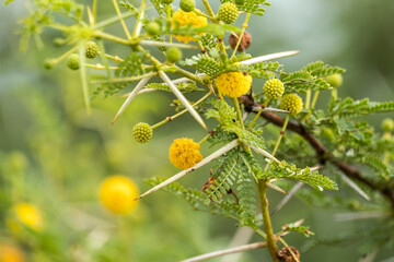 A bright yellow coloured flowering Acacia shrub in Kruger NP, So