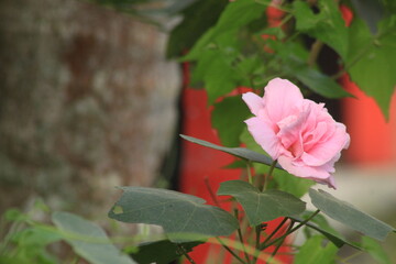 pretty flower with light pink color picture