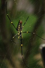 Spider with pretty color close up picture
