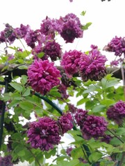 beautiful Terry red and Burgundy Clematis  purpurea plena elegans . Flower Wallpaper on your desktop