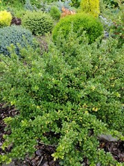 Evergreen round spherical Ilex crenata Convexa or Japanese Holly shrub with small glossy leaves on the background of a mulched bed with blue and green coniferous creeping junipers and firs