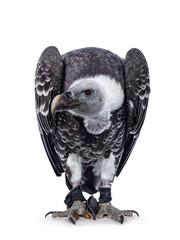 Young adult Rüppell's griffin vulture  sitting full body facing front. Head down and turned to the...