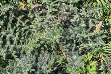 Rosette der Acker-Kratzdistel im Frühling, Cirsium arvense