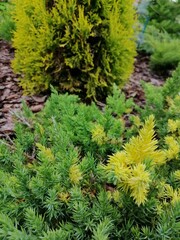 Coniferous garden with Juniperus chinensis Expansa Aureospicata with yellow thuja and other garden plants on a mulched bed. Flower Wallpaper