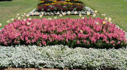 Beautiful gardens and floral display in Queens Park during Toowoomba's Carnival of Flowers
