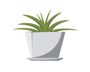 aloe vera plant in a pot