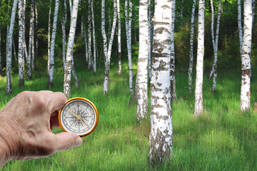 round compass against background of birches as symbol of tourism with compass, travel with compass and outdoor activities with compass