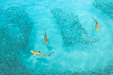 Black tip Reef shark.