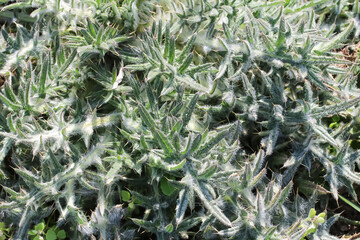 Rosette der Acker-Kratzdistel im Frühling, Cirsium arvense
