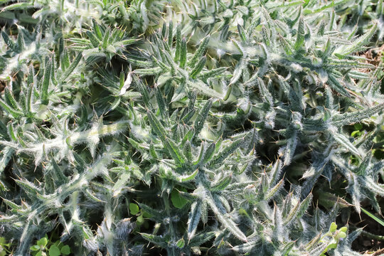 Rosette der Acker-Kratzdistel im Fr&uuml;hling, Cirsium arvense