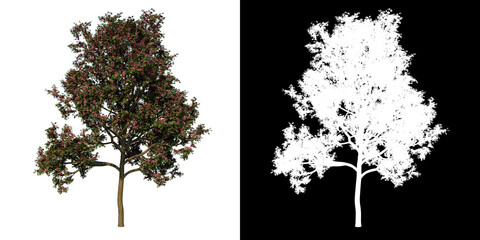 Front view of Tree (Adolescent Rosy trumpet pink poui Apamate Tree 2) Plant png with alpha channel to cutout made with 3D render 