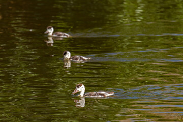 Three common shelduck chicks, one in focus
