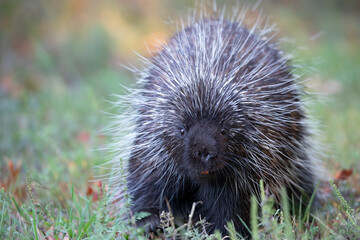 Porcupine in the summer meadow in Canada