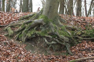 Wurzeln einer alten Buche, Fagus