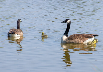 Pair of swimming Canada geese with chicks