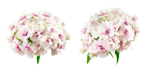 Two inflorescences of white-pink Chinese carnation isolated on white. Summer beautiful delicate flowers