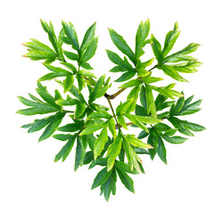 Naklejka premium Young peony bush in the shape of a heart isolated on white
