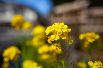 街中で咲く菜の花