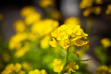 街中で咲く菜の花