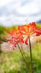 彼岸花