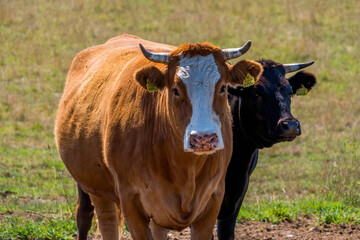close-up on cows on pasture with a fuzzy background