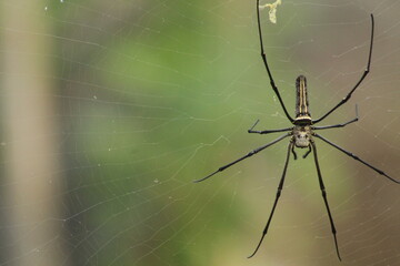 Spider with pretty color close up picture