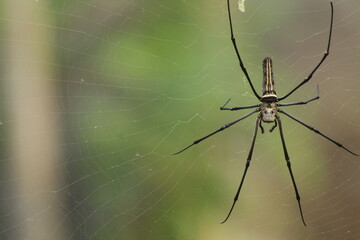 Spider with pretty color close up picture