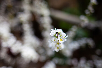 梅雨時期に咲く綺麗な花