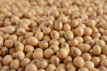 Soybeans close up,For processing into soy milk and cooking,Agricultural products.