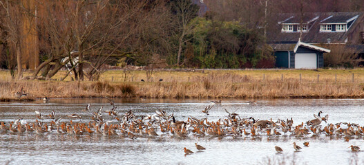 Urban artificial wetland in Holland, with dozens of water and wader birds, mostly godwits 