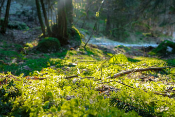 Primo piano del muschio nel bosco della valle scura sull'Altopiano di Asiago, viaggi e paesaggi in Veneto