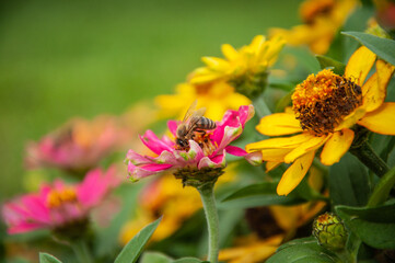 Bee on a flower