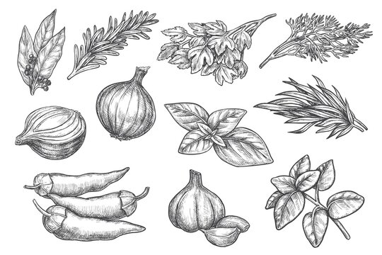 Spice sketch. Herb and spice hand drawn set. Vector cinnamon and bay leaf, pepper, onion, garlic, mint, lemon balm, rosemary, green basil sketch illustration. Engraved aromatic plants collection