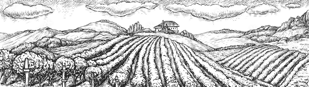 Wall mural vineyard landscape. hand drawn rustic vineyard seamless rural landscape sketch doodle illustration. 