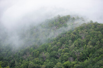 misty forest , Foggy morning mist in valley beautiful in Thailand Asian - Misty landscape mountain fog and forest tree view on top Aerial view