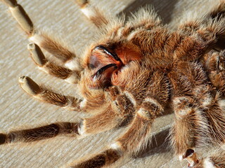 Tarantula Back Skin on Floor