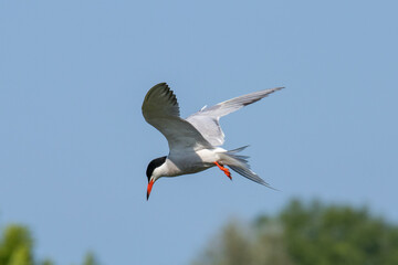 Hunting common tern, hovering over water