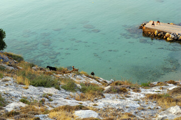 Gymnastique sous le regard attentif de chèvres sauvages