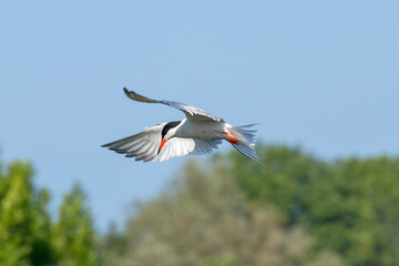 Hunting common tern, hovering over water