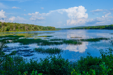 lake in the forest