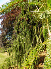 Huge Conifer Pine Tree In The Forest.