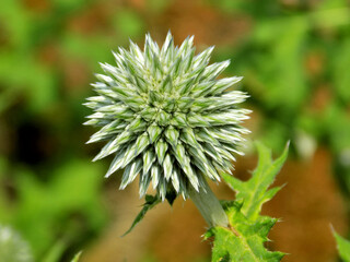 Beautiful Huge Garlic Flower