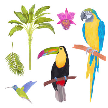 Vector with watercolor effect tropical bird, flowers and leaves. Toucan  macaw parrot birds, orchid flowers, areca palm heliconia flower. Cololful tropic background isolated on white.
