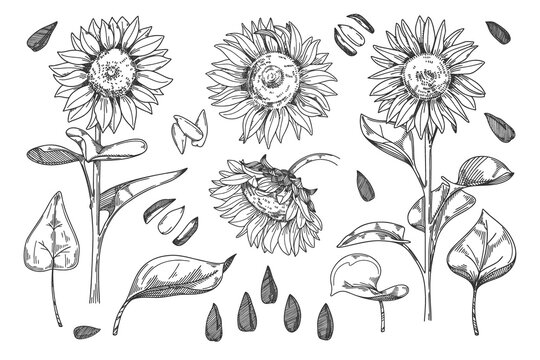 Sunflower vector. Isolated grain seed, stem, blossom sunflower bud, leaf and flower illustration. Sketched helianthus outline floral ink pen. Wildflower freehand sketch drawing on white background