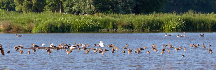 Urban artificial wetland in Holland, with dozens of water and wader birds, mostly godwits 