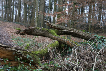 Umgestürzte Bäume im Wald, Windbruch