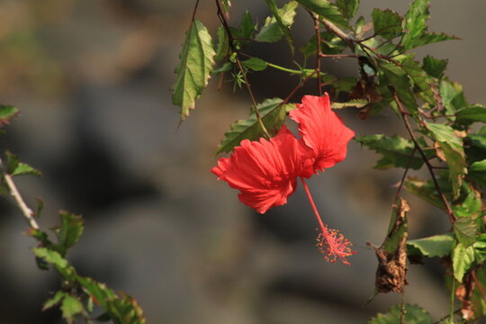 Pretty red hawaiian hibiscus flower close up picture