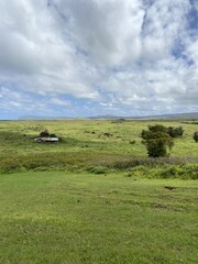 Prairie à l'île de Pâques