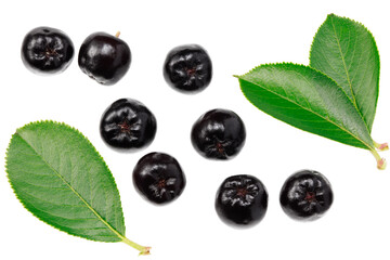 Chokeberry with green leaves isolated on white background. Clipping path and full depth of field. Top view